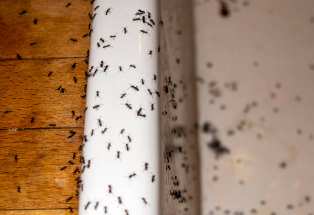 Reliable Lake In The Hills, IL Pest Control Solutions